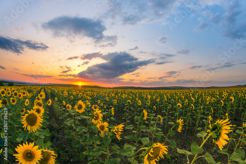 Field with sunflowers © andreymuravin