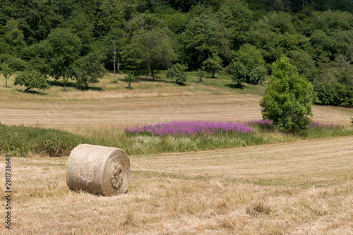 bales of hay in a field