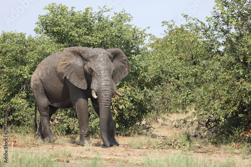 Afrikanischer Elefant   African elephant   Loxodonta africana