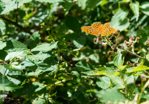 butterfly on flower