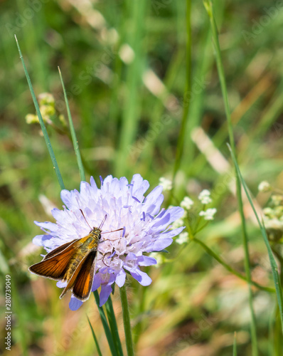 butterfly on a purple flower