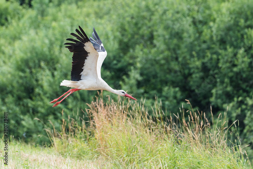 Fototapeta Naklejka Na Ścianę i Meble -  stork in the field