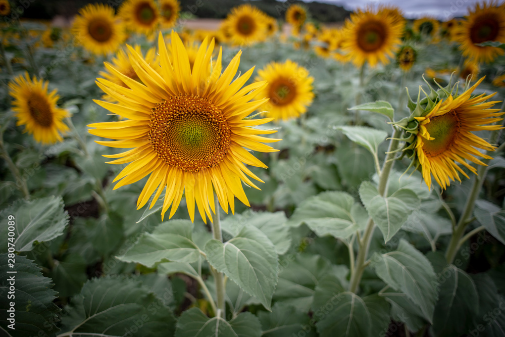 Naklejka premium Girasoles de Burgos Castilla León