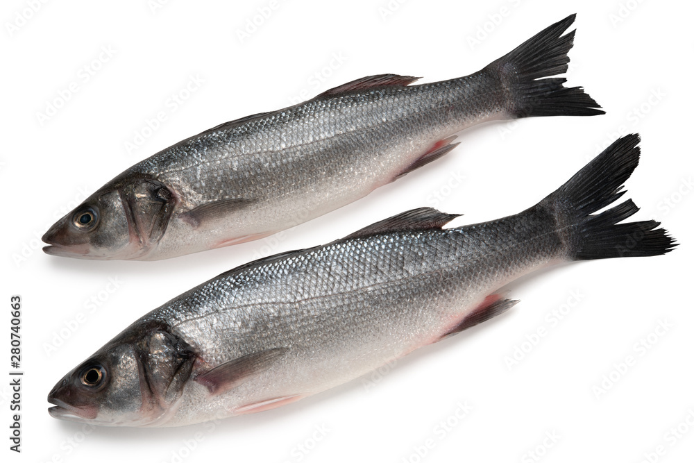 Two Sea bass fish isolated on white background Two Sea bass fish isolated on white background