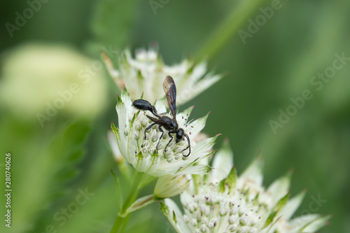 Grass Carrying Wasp on Masterwort Flowers in Springtime