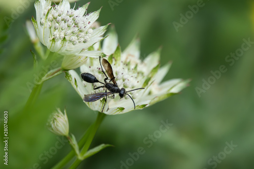 Grass Carrying Wasp on Masterwort Flowers in Springtime © Erik
