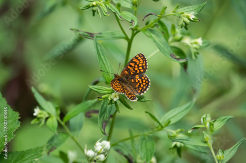 Heath Fritillary Butterfly on Leaf in Springtime
