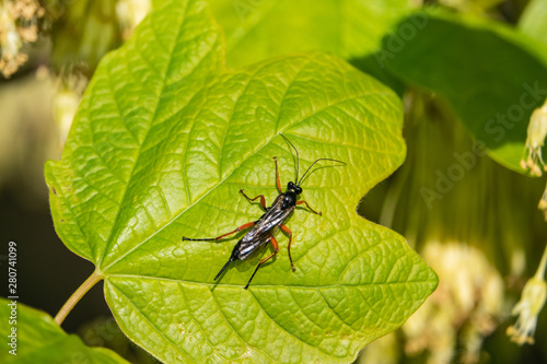 Orange and Black Ichneumon Wasp on Leaf in Springtime
