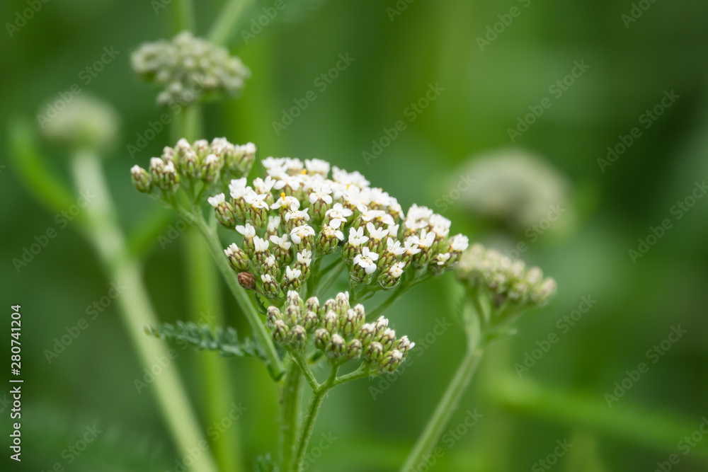 Yarrow Flower Buds in Springtime Yarrow Flower Buds in Springtime