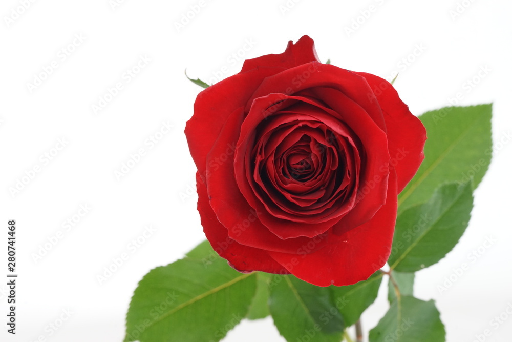 赤い バラ 薔薇 ばら 一輪 白バック 白背景 マクロ 接写 Stock Photo Adobe Stock 赤い バラ 薔薇 ばら 一輪 白バック 白背景 マクロ 接写 Stock Photo Adobe Stock
