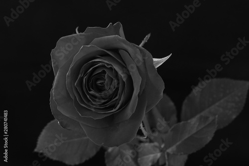 薔薇 モノクロ 白黒 黒バック バラ モノクロ 白黒