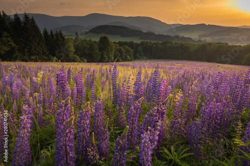 Lupin fields in mountains summer violet flowers landscape