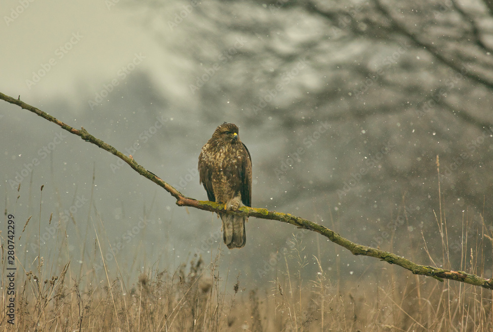 Buzzard (Buteo buteo) is sitting on a branch.Horizontal view.