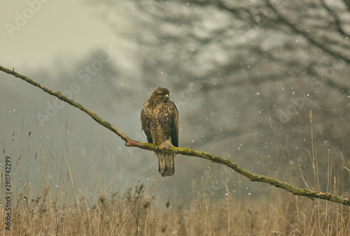 Obraz na płótnie Buzzard (Buteo buteo) is sitting on a branch.Horizontal view. w salonie