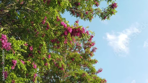 full-bloomed cherry blossom over blue sky background 