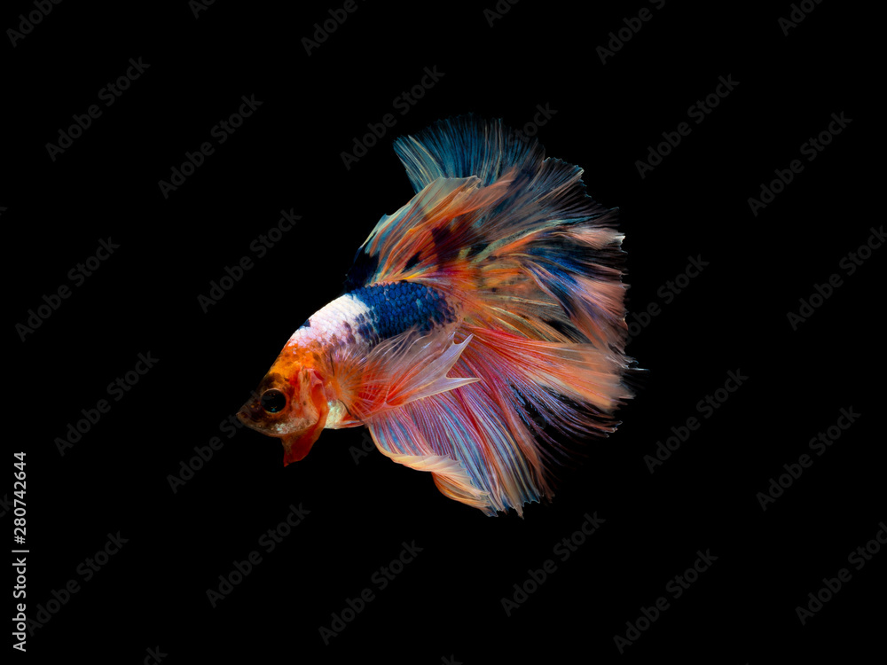 Action and movement of Thai fighting fish on a black background, Halfmoon Betta Action and movement of Thai fighting fish on a black background, Halfmoon Betta