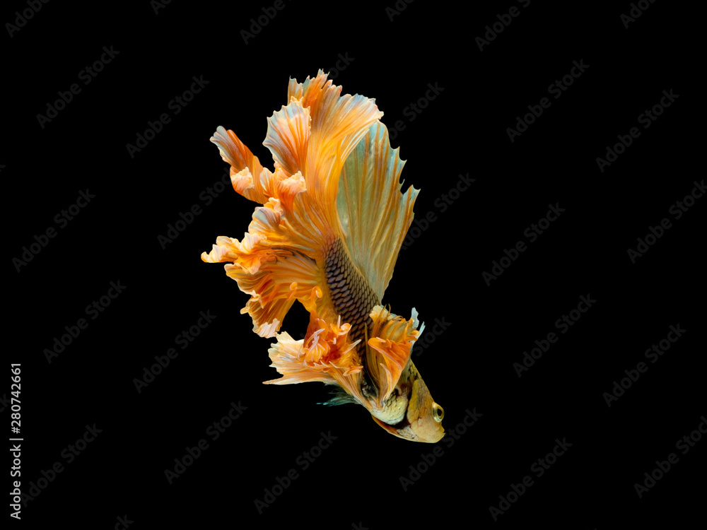 Action and movement of Thai fighting fish on a black background Action and movement of Thai fighting fish on a black background