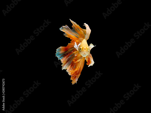 Action and movement of Thai fighting fish on a black background  Half moon Betta
