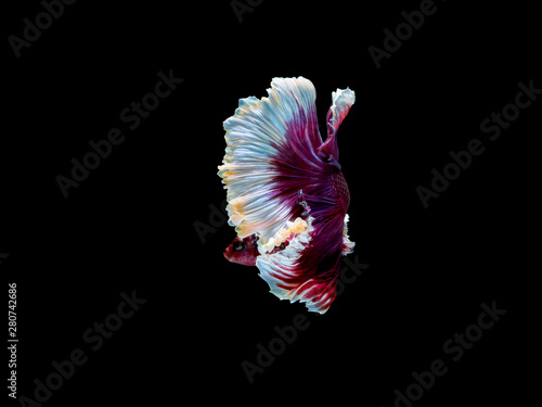 Action and movement of Thai fighting fish on a black background, Halfmoon Betta