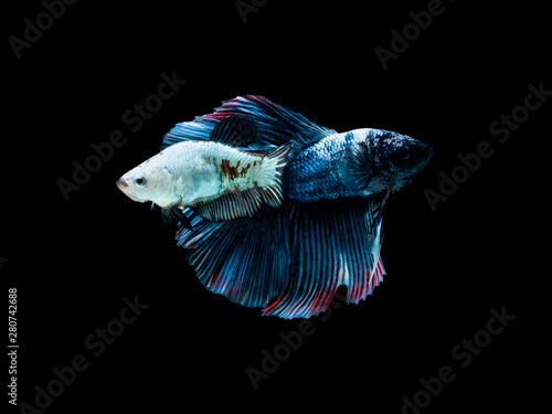 Action and movement of Thai fighting fish on a black background, Halfmoon Betta