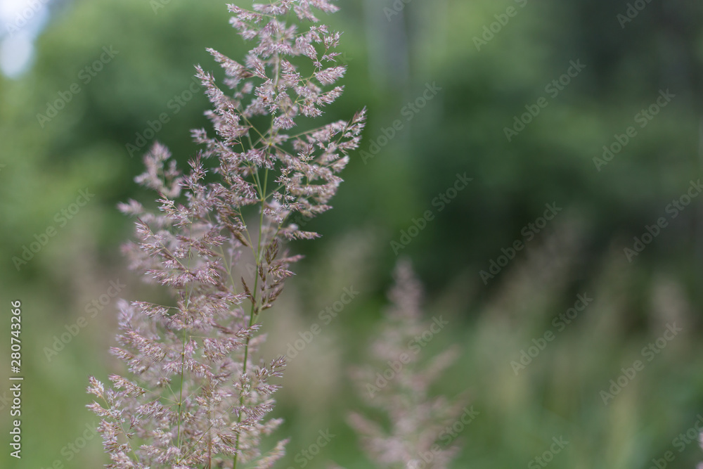 close-up of grass against the background of the forest close-up of grass against the background of the forest