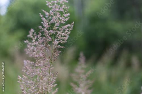close-up of grass against the background of the forest © noise86
