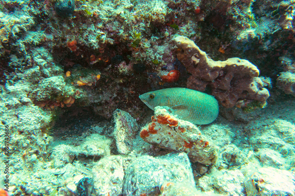 Fototapeta premium kikla (labrus) in mediterranean