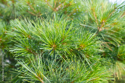 Pine needles in raindrops close up