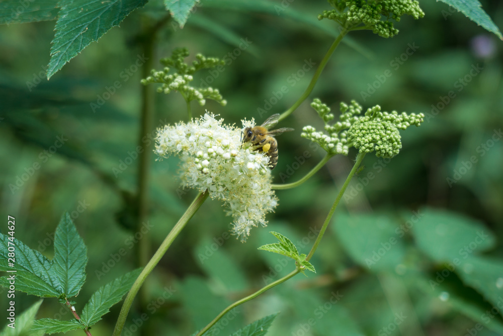 Honigbiene mit Nektar und Blütenstaub auf einer Blume Honigbiene mit Nektar und Blütenstaub auf einer Blume