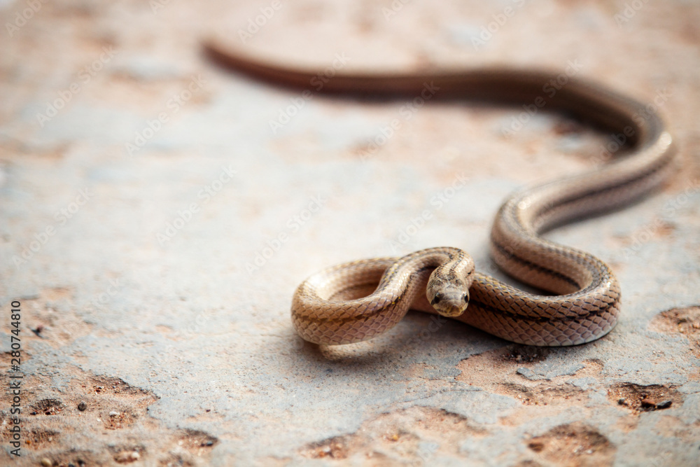 A small snake on the cement floor A small snake on the cement floor