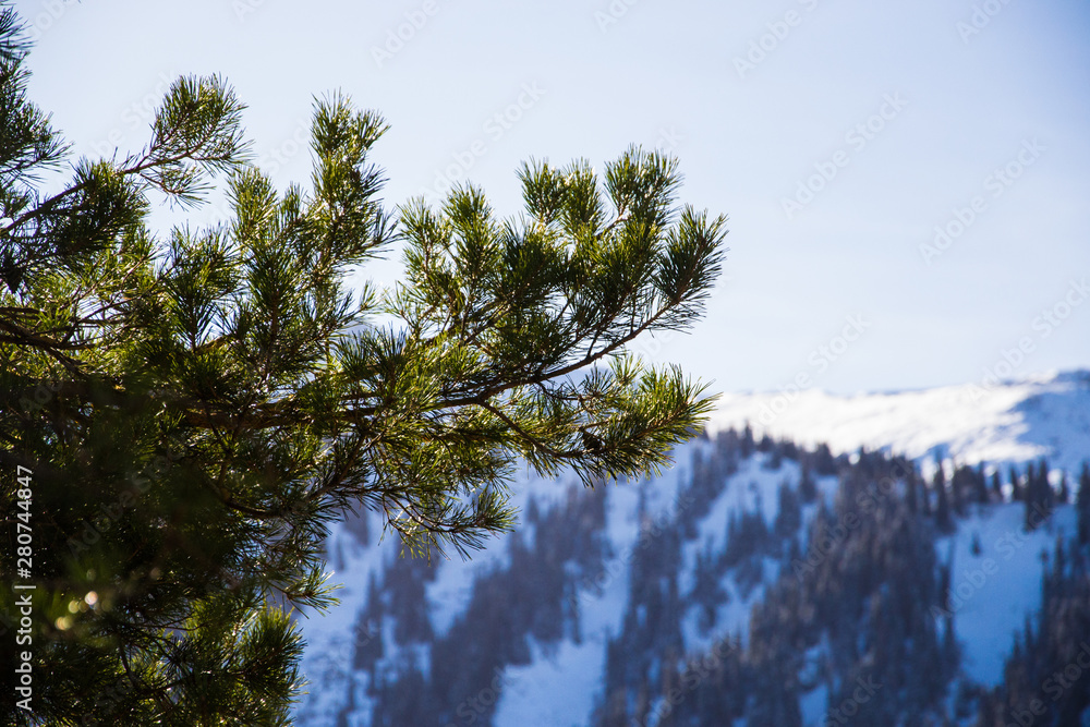 Fototapeta premium pine branches on a background of mountains