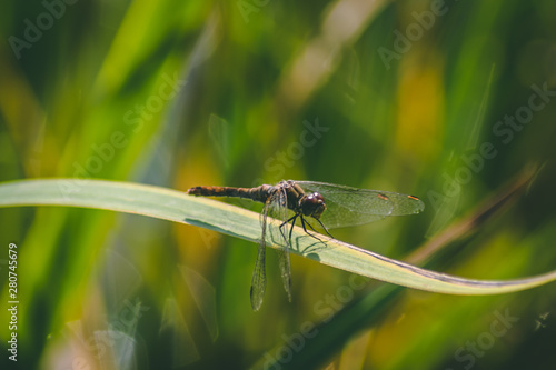 dragonfly on leaf