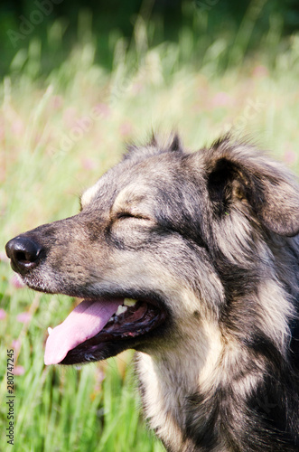 Portrait of a shaggy dog in nature