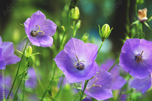 Balloon Flower  Tussock Bellflower  Campanula persicifolia or Campanula carpatica  purple bell flowers in fall garden