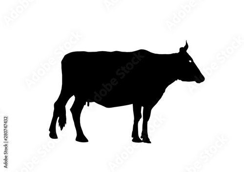 Silhouette of a rural cow isolated on white background. Side view. Vector illustration.