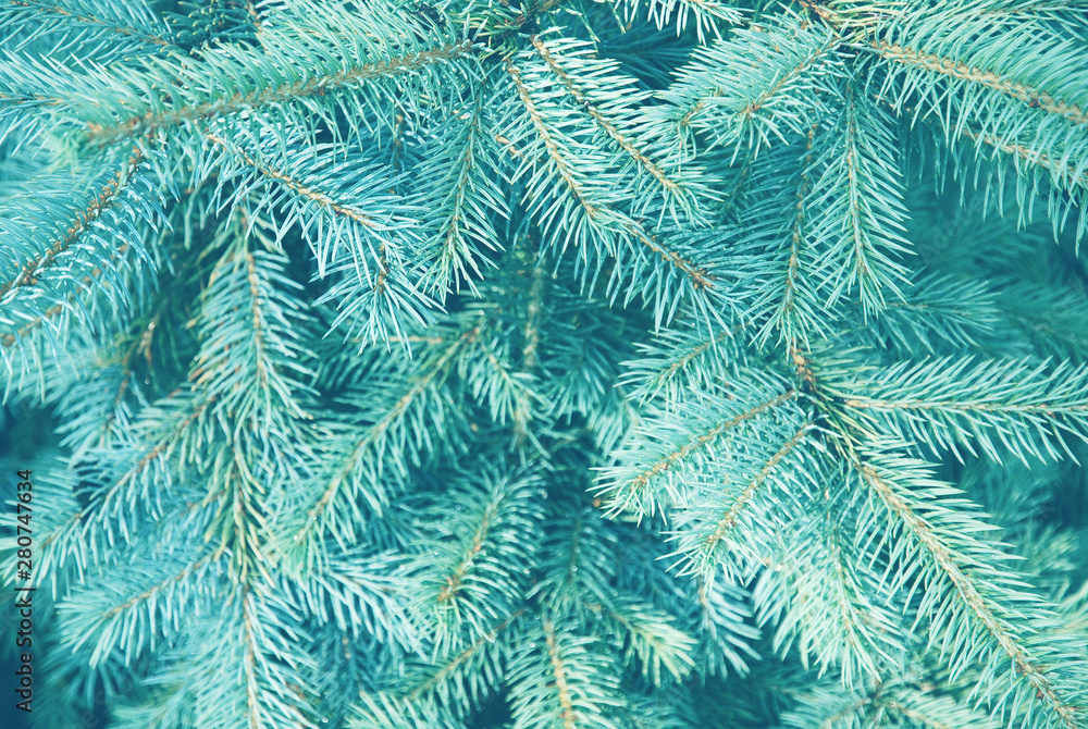 Blue spruce twigs for christmas and new year background, soft selective focus, blurred .