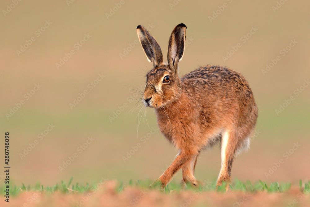Brown Hare running Brown Hare running