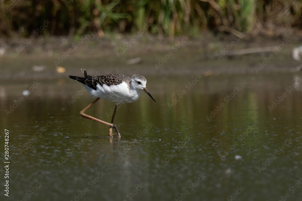 Black-winged Stilt (Himantopus himantopus) Black-winged Stilt (Himantopus himantopus)