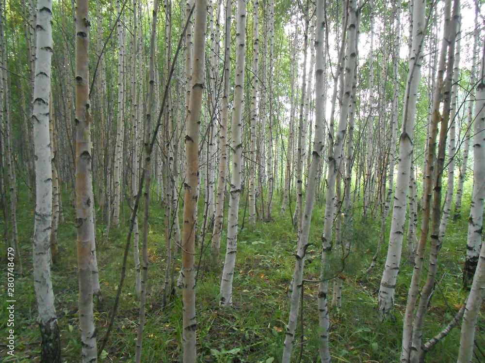 trees in the forest trees in the forest