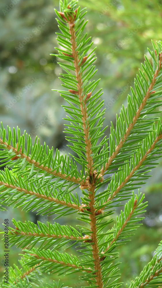 Close up of pine tree branches in summer forest Close up of pine tree branches in summer forest