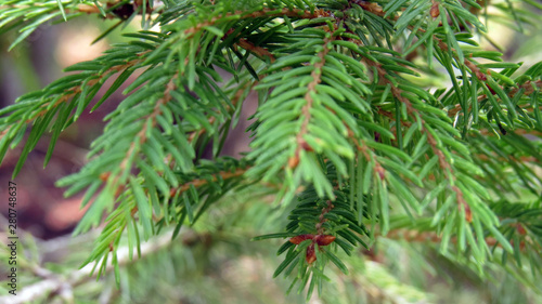 Close up of pine tree branches in summer forest
