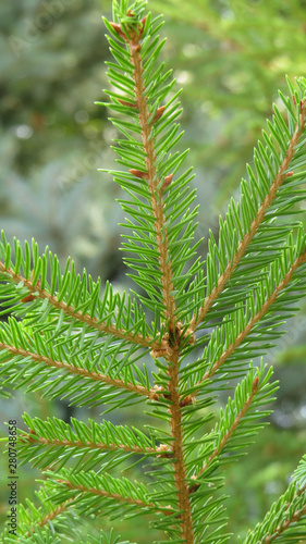 Close up of pine tree branches in summer forest