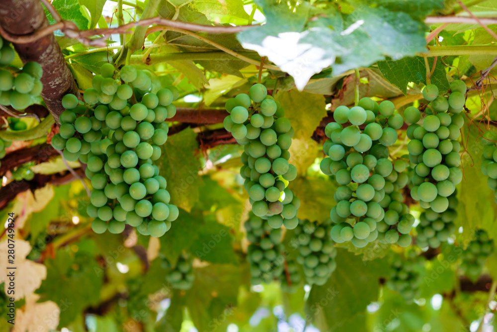 custom made wallpaper toronto digitalBranch of grape