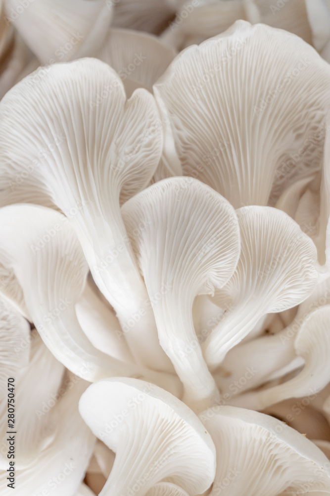 abstract nature background macro of Sajor-caju Mushroom plants. Using idea design texture pattern concept natural or wallpaper. abstract nature background macro of Sajor-caju Mushroom plants. Using idea design texture pattern concept natural or wallpaper.