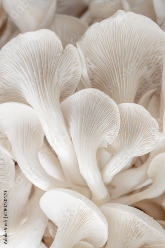 abstract nature background macro of Sajor-caju Mushroom plants. Using idea design texture pattern concept natural or wallpaper.