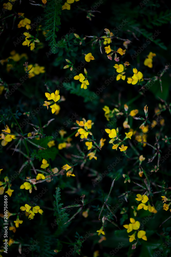Yellow meadow flowers on a black background, top view. Dark summer floral background. Yellow meadow flowers on a black background, top view. Dark summer floral background.