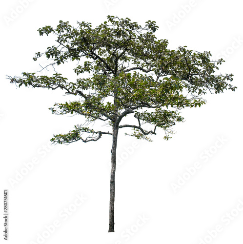 The tree that is completely separated from the background with the delicateness Can be used in many ways Has