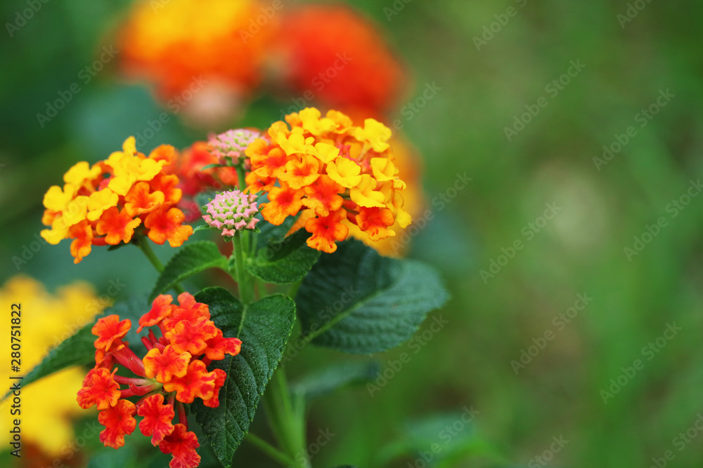 yellow red pink lantana camara flower in garden blooming yellow red pink lantana camara flower in garden blooming