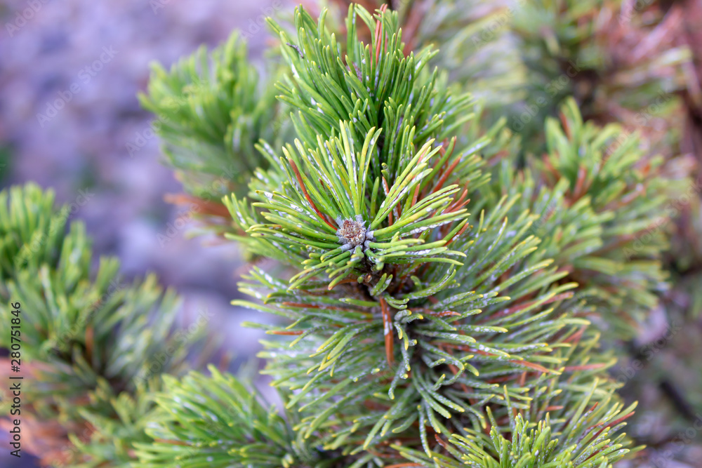 pine branches with white elements with a copy space pine branches with white elements with a copy space