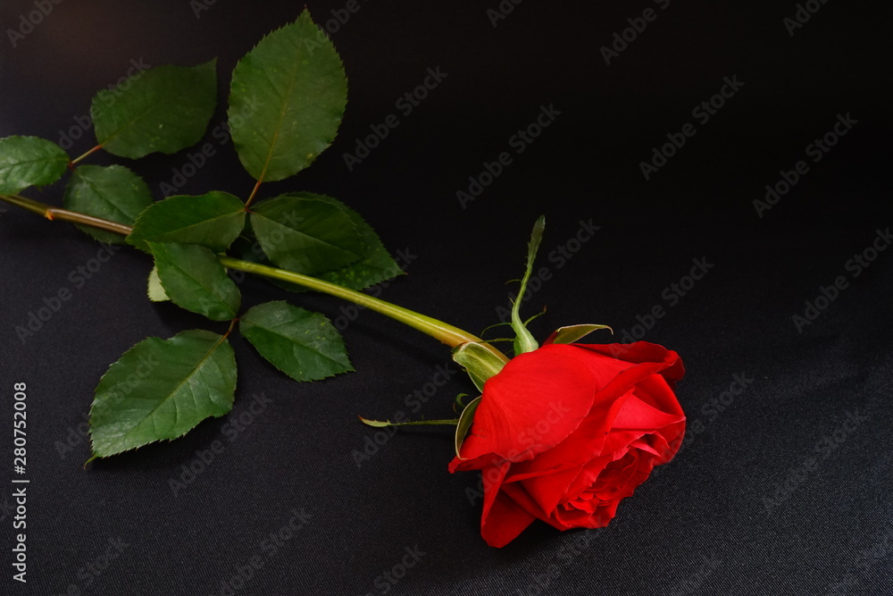 赤い バラ 薔薇 ばら 一輪 黒バック 黒背景 マクロ 接写 Stock Photo Adobe Stock